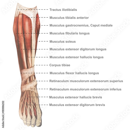 Oberschenkel Muskulatur frontal medial lateral anterior Latein crus - Lithografie Zeichnung Vektor handgezeichnet Grafik
