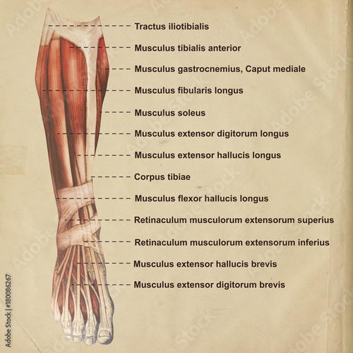 Oberschenkel Muskulatur frontal medial lateral anterior Latein crus - Lithografie Zeichnung Vektor handgezeichnet Grafik