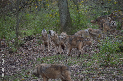 Wolfrudel