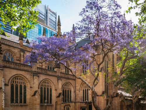 Canvas Print The beautiful sandstone building of Saint Andrew's Cathedral in Sydney in spring, with the purple jacaranda tree in the foreground
