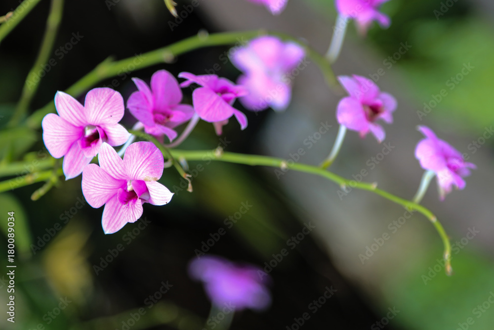 purple orchids , purple flower , from Thailand , siam
