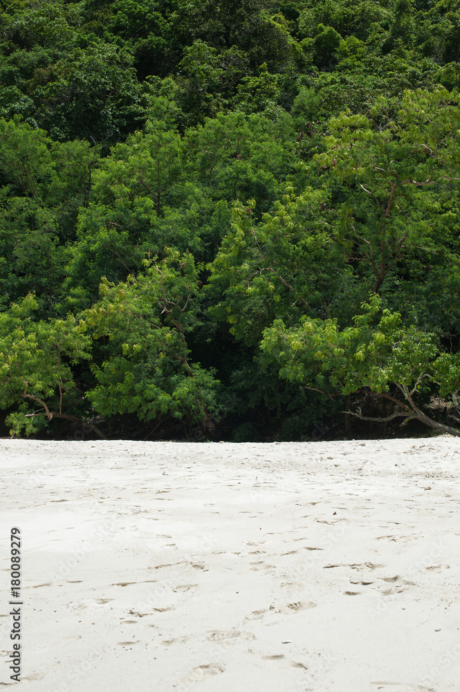 Fototapeta premium Beach and green forest thickets. The nature of the background