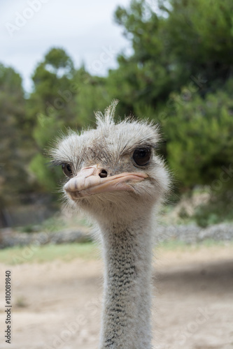 African ostrich head closeup