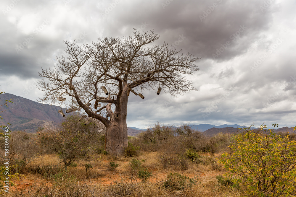 Baobabbaum (Adansonia digitata) - Afrikanischer Affenbrotbaum - Tansania