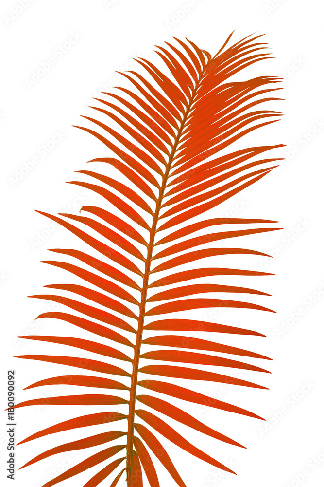 feuille rouge de palmier sagoutier sur fond blanc Stock Photo | Adobe Stock