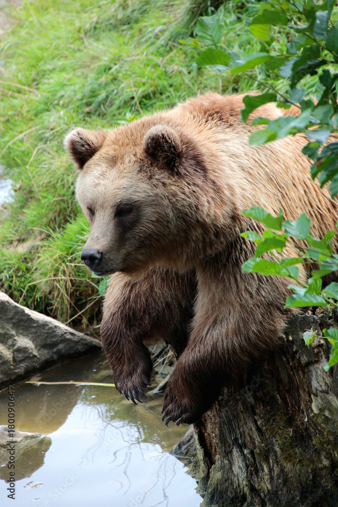 Obraz premium Braunbär von vorne, Ursus arctos