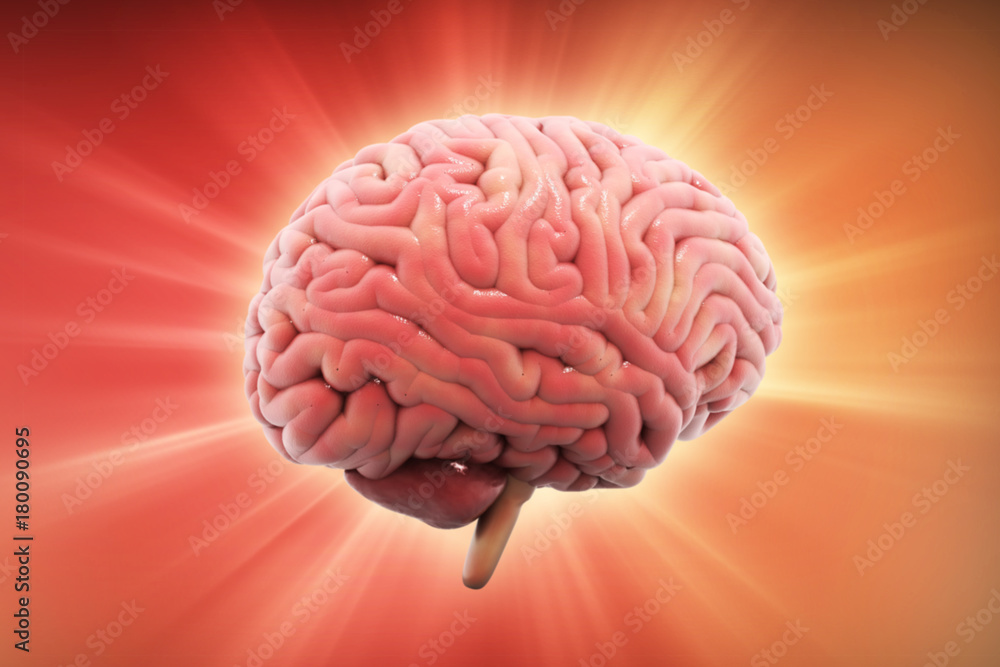 3d rendered Human Brain isolated on color background 3d rendered Human Brain isolated on color background