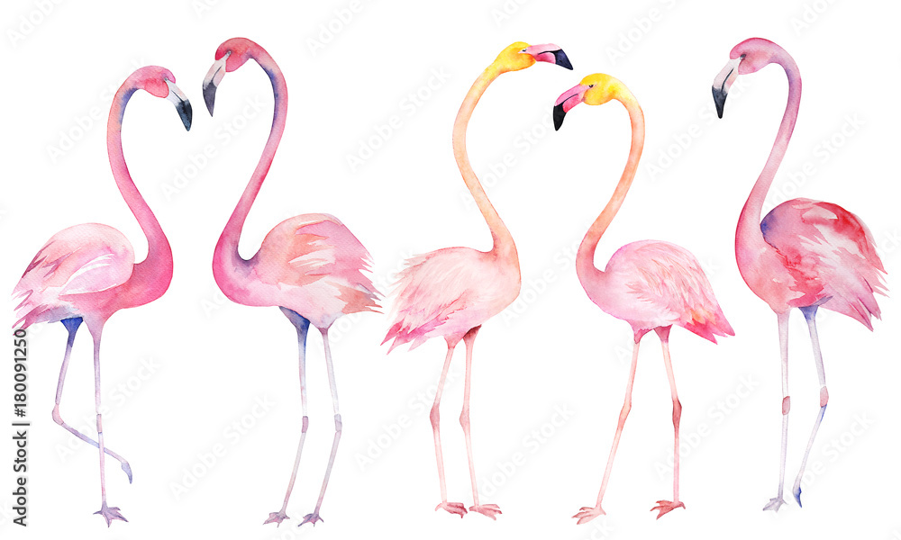 Obraz premium Ustaw akwarela losowych flamingów. Ilustracja na białym tle wyciągnąć rękę