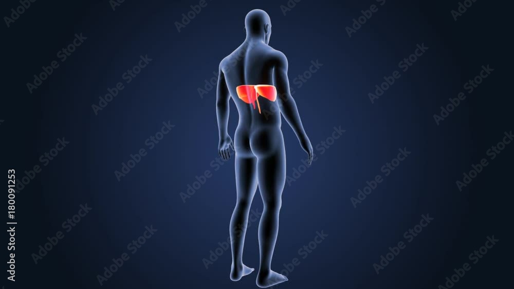 Diaphragm with Body Diaphragm with Body