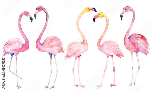 Set watercolor random flamingos. Isolated hand drawn illustration