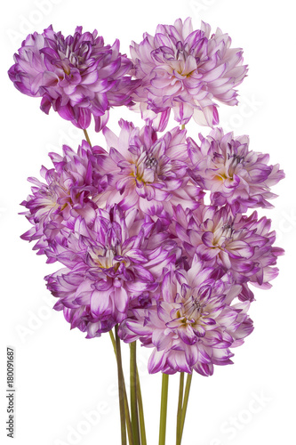 Fototapeta Naklejka Na Ścianę i Meble -  dahlia flower isolated