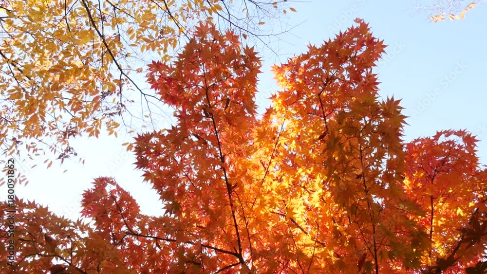 Low angle view of maple tree in autumn. Low angle view of maple tree in autumn.