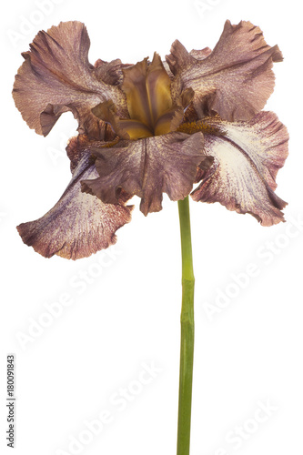 Fototapeta Naklejka Na Ścianę i Meble -  iris flower isolated