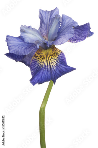 Fototapeta Naklejka Na Ścianę i Meble -  iris flower isolated