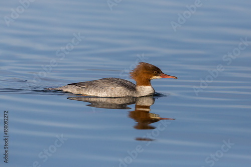 one bad hair female common merganser (mergus merganser) bird swimming