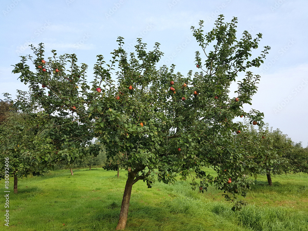 Fototapeta premium Hadelner Rotfranche, Apfel, Malus, domestica, Alte Apfelsorten