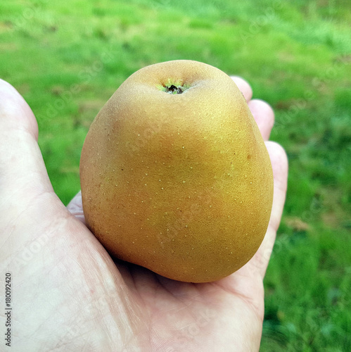 Hadelner Rotfranche, Apfel, Malus, domestica, Alte Apfelsorten photo