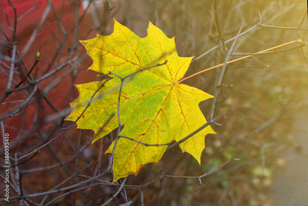 Obraz premium A fallen yellow maple leaf stuck in dry branches in the park in the late fall. 