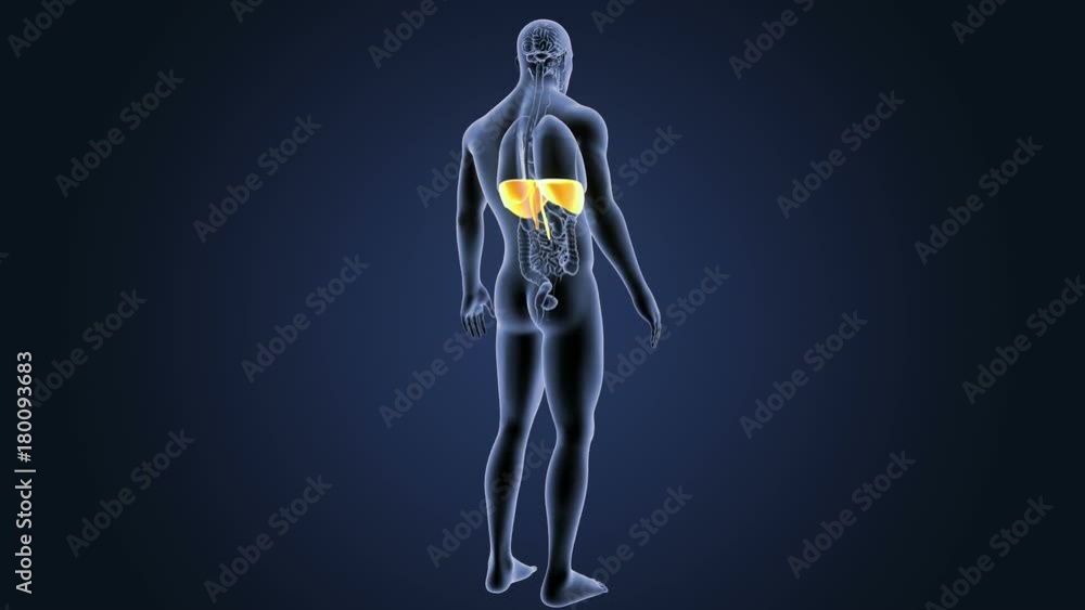 Diaphragm with Organs Diaphragm with Organs