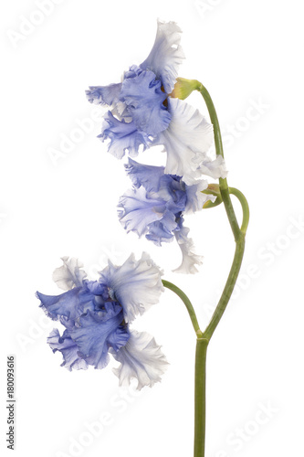 Fototapeta Naklejka Na Ścianę i Meble -  iris flower isolated