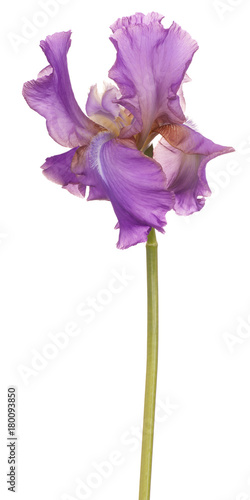Fototapeta Naklejka Na Ścianę i Meble -  iris flower isolated