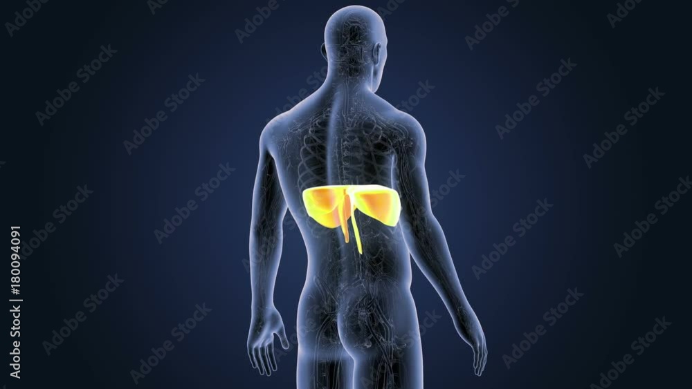 Diaphragm with Circulatory System Diaphragm with Circulatory System