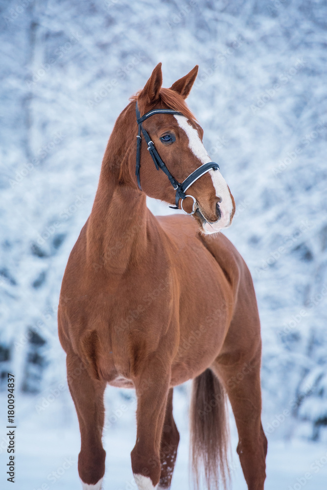Portrait of beautiful red horse in winter
