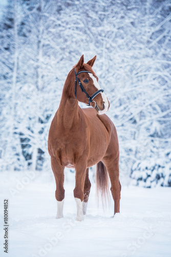 Beautiful red horse in winter