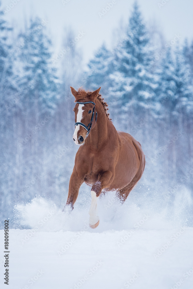 Beautiful red horse running in the snow in winter Beautiful red horse running in the snow in winter