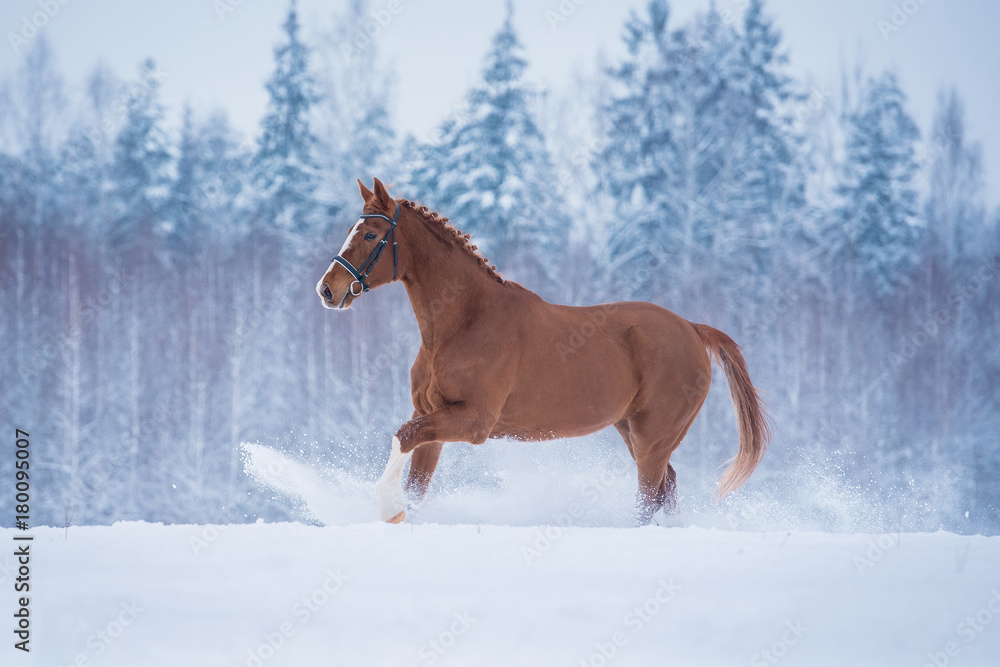 Beautiful red horse galloping on the field in winter Beautiful red horse galloping on the field in winter