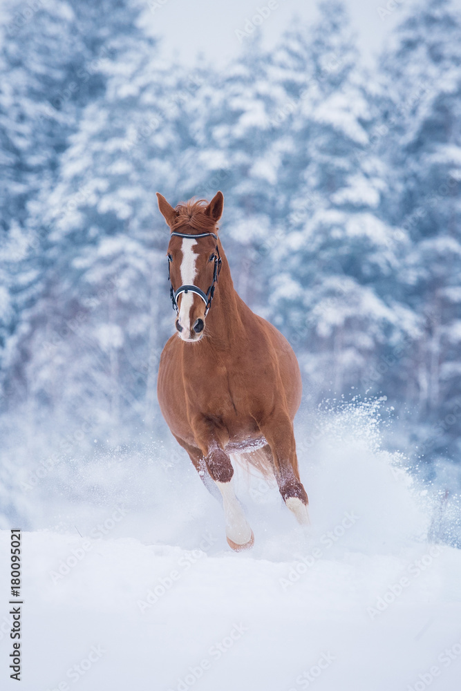 Fototapeta premium Beautiful red horse running in the snow in winter