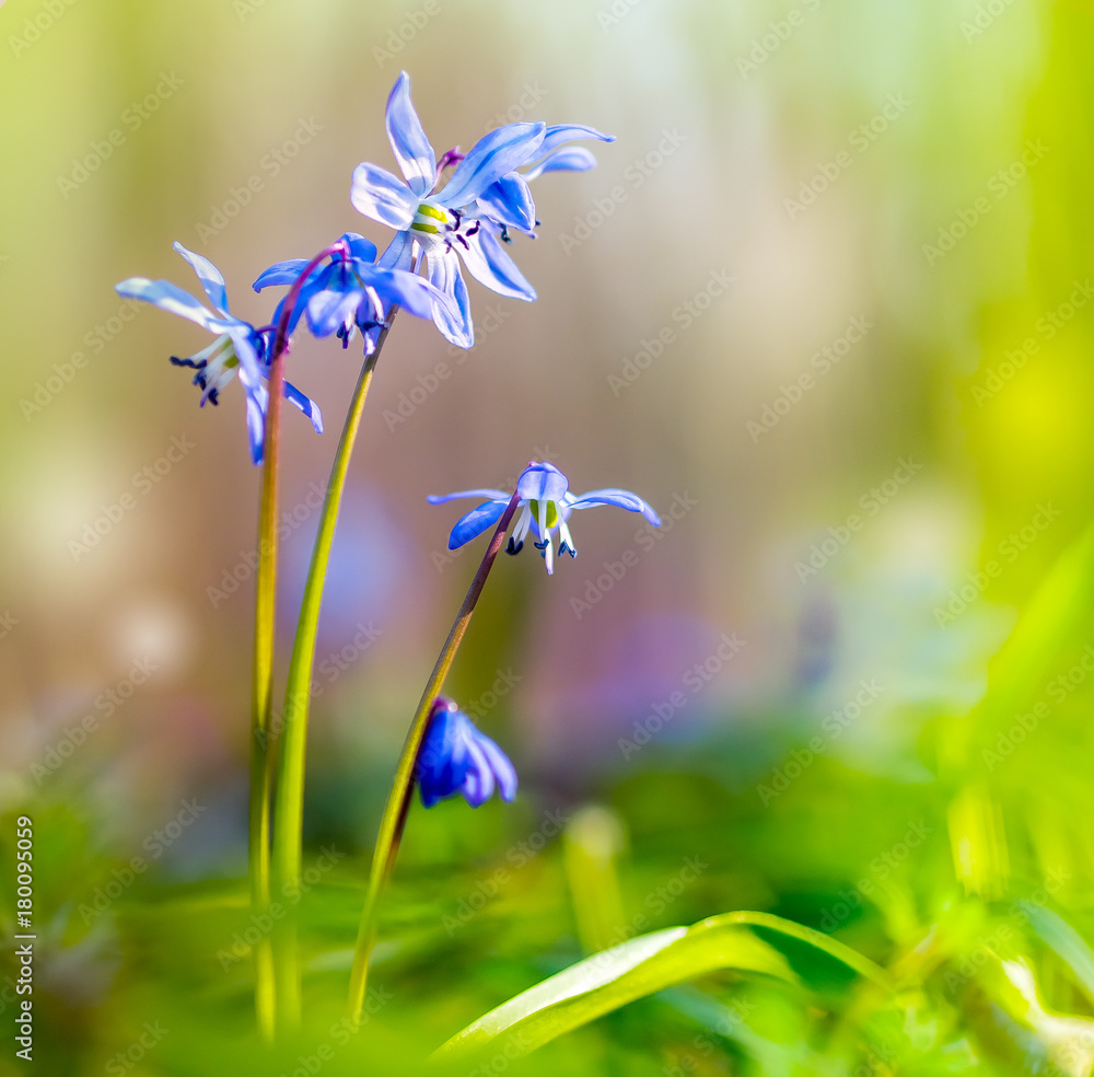 Blue spring flowers of the Scilla Squill or Blue Bells, blur background. - obrazy, fototapety, plakaty 