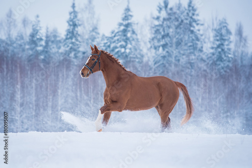 Beautiful red horse galloping on the field in winter
