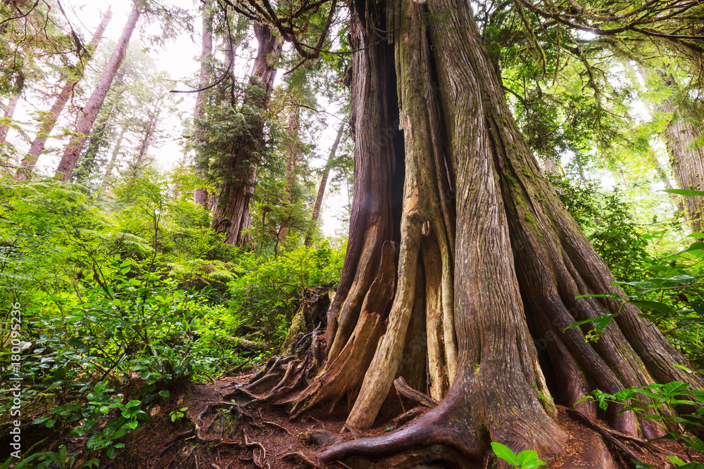 Fototapeta premium Vancouver forest