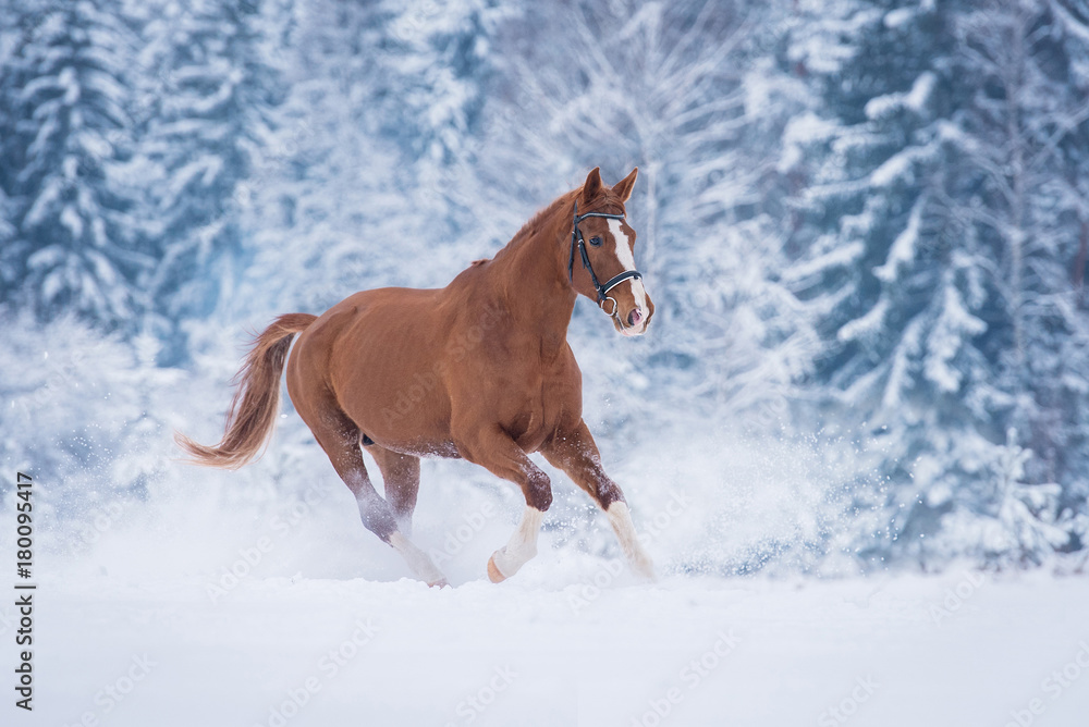 Beautiful stallion running gallop in winter Beautiful stallion running gallop in winter