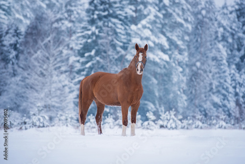 Beautiful red horse standing on the field in winter