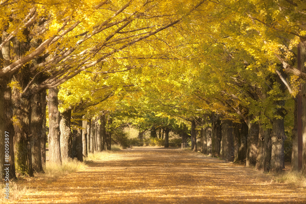 Yellow ginkgo trees in row and yellow ginkgo leaves falling on the ground at showa kinen park, Tokyo, Japan.