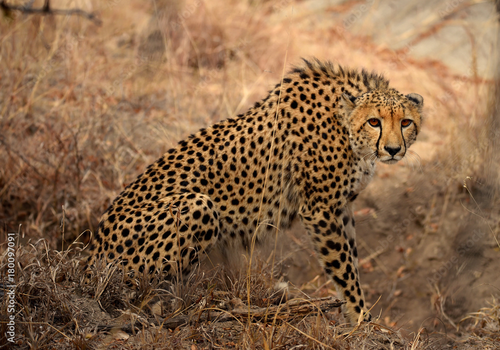 Naklejka premium Male Cheetah