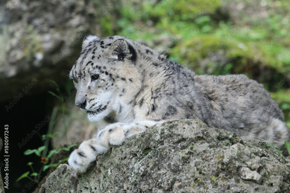 Schneeleopard liegt auf Stein, Panthera uncia Schneeleopard liegt auf Stein, Panthera uncia