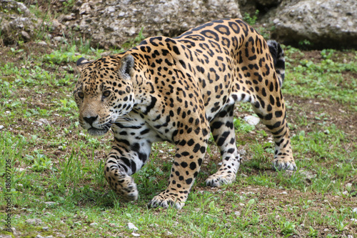 Jaguar auf Nahrungssuche, Panthera onca © Aggi Schmid