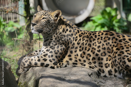 Leopard liegt auf Stein, Panthera pardus