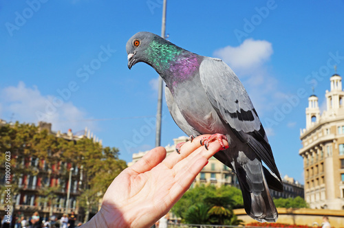 The dove sits on a woman's hand. Pigeons in the square of Catlonia in Barcelona. The blue dove.
 photo