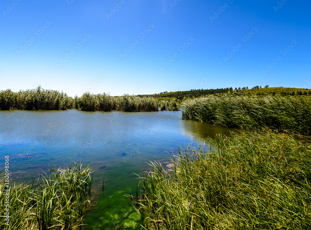Rural lake landscape with reeds, wildlife and with blue skies and clouds midst of fall foliage.