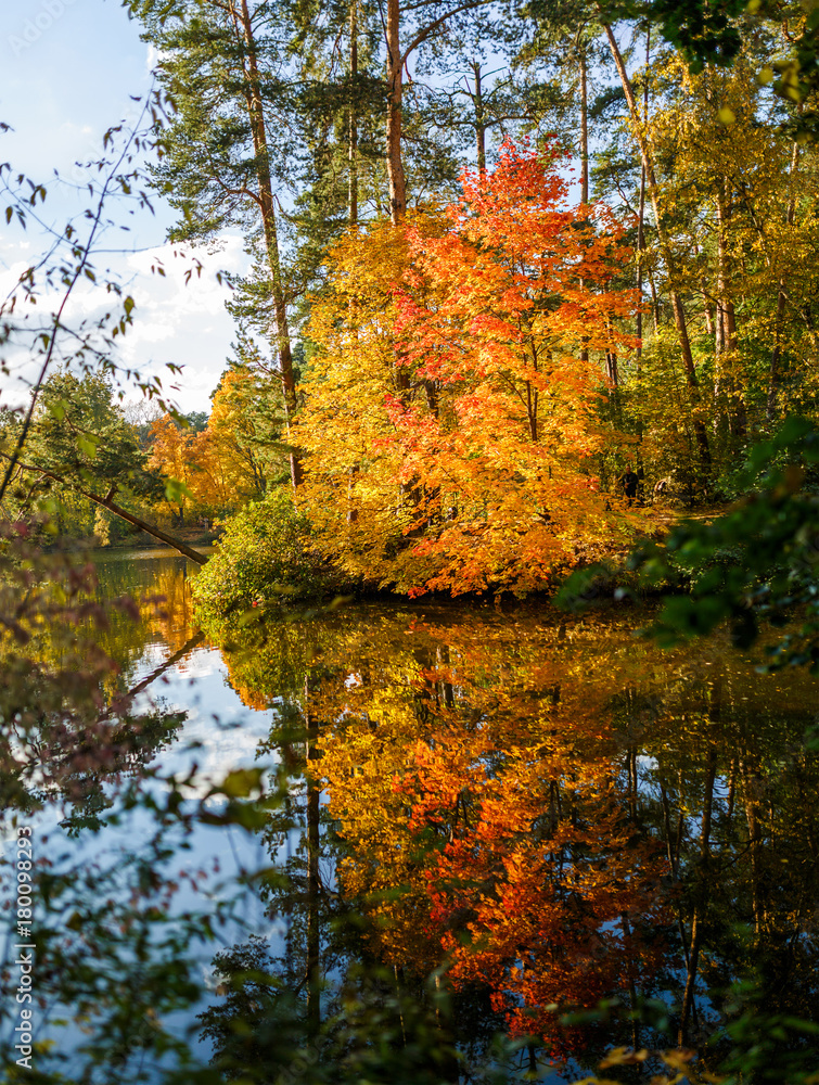 Photo of autumn trees and pond