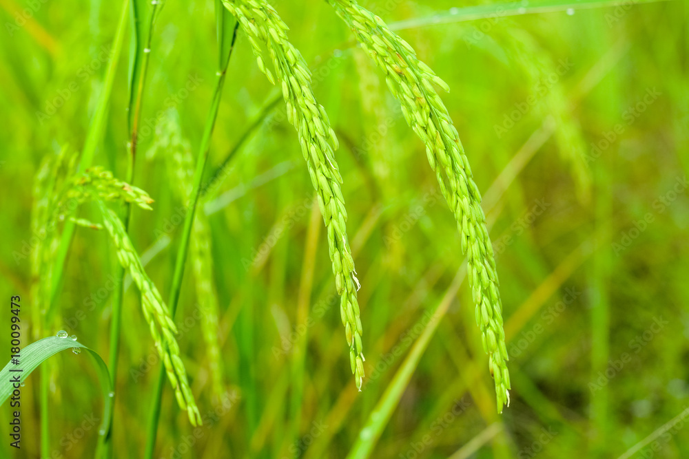 the Green rice in the field rice background