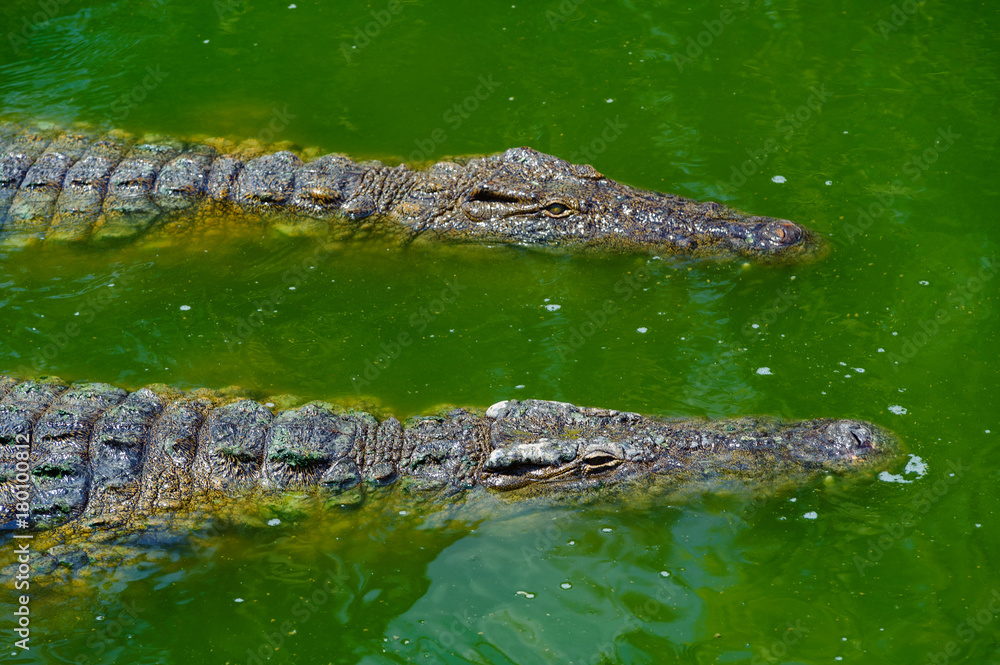 Zwei Krokodile in grünem Wasser Zwei Krokodile in grünem Wasser