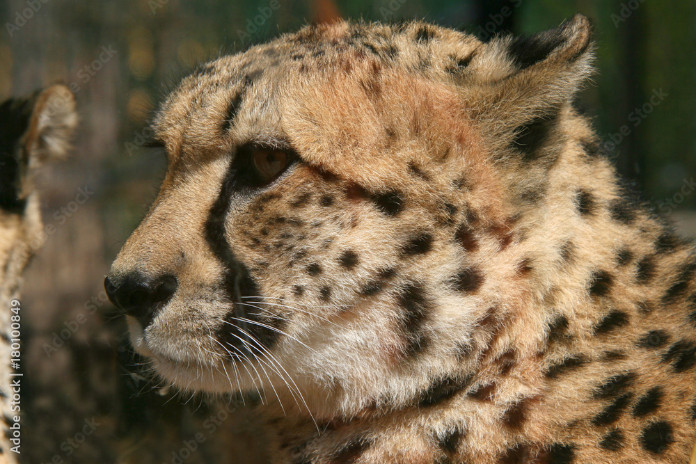 Gepard Gesicht, Nahaufnahme, Acinonyx jubatus Gepard Gesicht, Nahaufnahme, Acinonyx jubatus