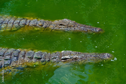 Zwei Krokodile in grünem Wasser