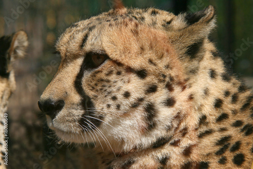 Gepard Gesicht, Nahaufnahme, Acinonyx jubatus