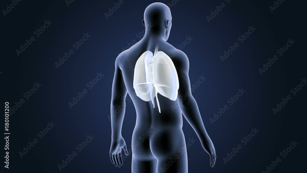Heart, Lungs and Diaphragm with Body Heart, Lungs and Diaphragm with Body